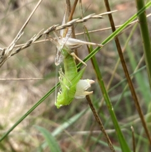 Acrididae sp. (family) at Campbell, ACT - 3 Dec 2023