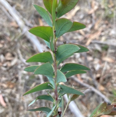 Acacia cultriformis (Knife Leaf Wattle) at Campbell, ACT - 3 Dec 2023 by SilkeSma