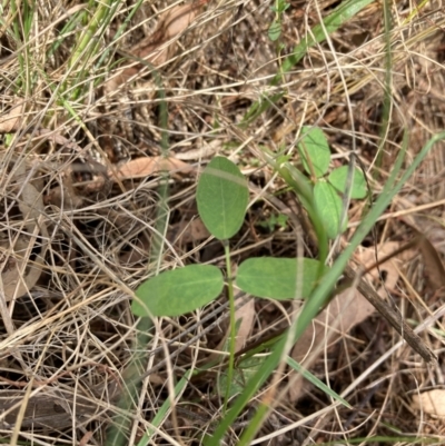 Glycine tabacina (Variable Glycine) at Campbell, ACT - 3 Dec 2023 by SilkeSma