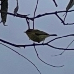 Acanthiza nana at Gungahlin Pond - 3 Dec 2023