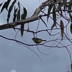 Acanthiza nana at Gungahlin Pond - 3 Dec 2023