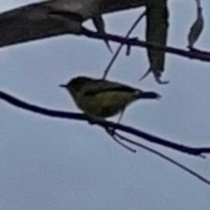 Acanthiza nana at Gungahlin Pond - 3 Dec 2023