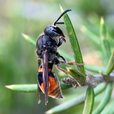 Paralastor sp. (genus) (Potter Wasp) at Gungahlin Pond - 3 Dec 2023 by Hejor1