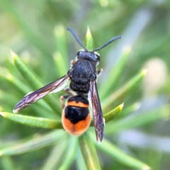 Paralastor sp. (genus) at Gungahlin Pond - 3 Dec 2023