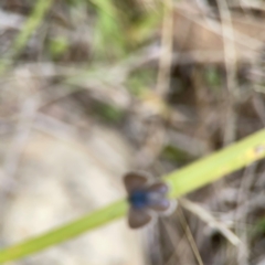 Zizina otis (Common Grass-Blue) at Gungahlin Pond - 3 Dec 2023 by Hejor1