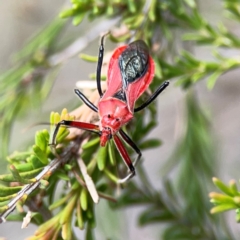 Gminatus australis (Orange assassin bug) at Gungahlin Pond - 3 Dec 2023 by Hejor1