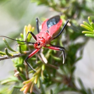 Gminatus australis at Gungahlin Pond - 3 Dec 2023