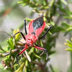 Gminatus australis at Gungahlin Pond - 3 Dec 2023