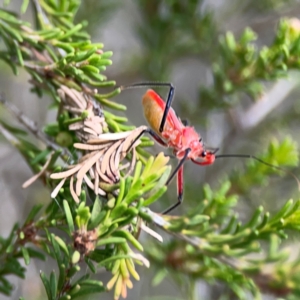 Gminatus australis at Gungahlin Pond - 3 Dec 2023