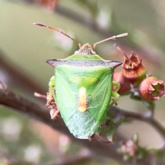 Cuspicona thoracica (Shield bug) at Nicholls, ACT - 3 Dec 2023 by Hejor1