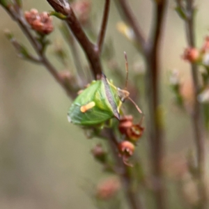 Cuspicona thoracica at Nicholls, ACT - 3 Dec 2023