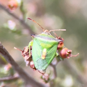 Cuspicona thoracica at Nicholls, ACT - 3 Dec 2023