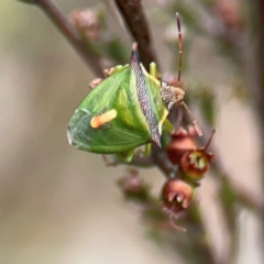 Cuspicona thoracica at Nicholls, ACT - 3 Dec 2023