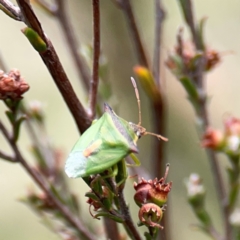 Cuspicona thoracica at Nicholls, ACT - 3 Dec 2023