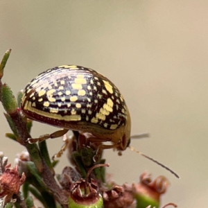 Paropsis pictipennis at Gungahlin Pond - 3 Dec 2023 11:49 AM