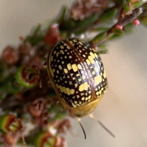 Paropsis pictipennis at Gungahlin Pond - 3 Dec 2023 11:49 AM