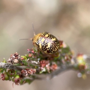 Paropsis pictipennis at Gungahlin Pond - 3 Dec 2023 11:49 AM