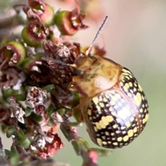 Paropsis pictipennis at Gungahlin Pond - 3 Dec 2023 11:49 AM