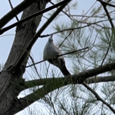 Ocyphaps lophotes (Crested Pigeon) at Nicholls, ACT - 3 Dec 2023 by Hejor1