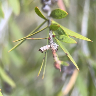 Spilonota constrictana (A Tortricid moth) at Gungahlin Pond - 3 Dec 2023 by Hejor1