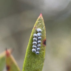 Coleoptera (order) immature at Nicholls, ACT - 3 Dec 2023 by Hejor1