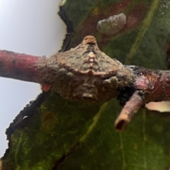 Dolophones turrigera at Gungahlin Pond - 3 Dec 2023