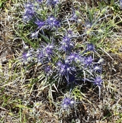 Eryngium ovinum (Blue Devil) at Dunlop Grasslands - 3 Dec 2023 by ChrisHolder