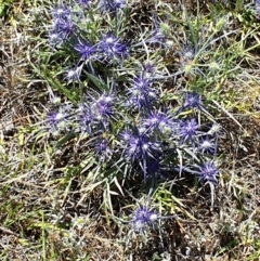 Eryngium ovinum (Blue Devil) at Dunlop Grasslands - 2 Dec 2023 by ChrisHolder