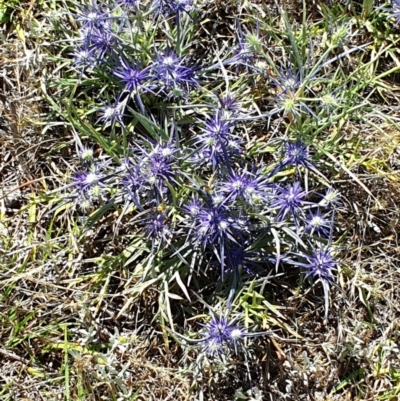 Eryngium ovinum (Blue Devil) at Dunlop Grasslands - 2 Dec 2023 by ChrisHolder