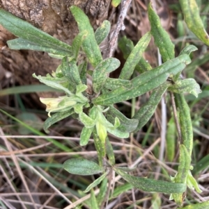 Billardiera scandens at Flea Bog Flat, Bruce - 3 Dec 2023