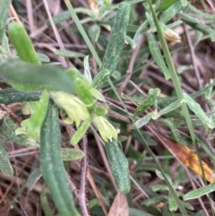 Billardiera scandens at Flea Bog Flat, Bruce - 3 Dec 2023