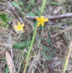 Hypericum gramineum (Small St Johns Wort) at Flea Bog Flat, Bruce - 3 Dec 2023 by lyndallh