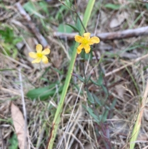 Hypericum gramineum at Bruce Ridge to Gossan Hill - 3 Dec 2023