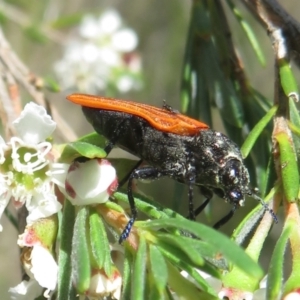 Castiarina sp. (genus) at Block 402 - 2 Dec 2023