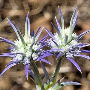 Eryngium ovinum at Spence, ACT - 3 Dec 2023 01:48 PM