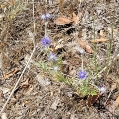 Eryngium ovinum at Spence, ACT - 3 Dec 2023 01:48 PM