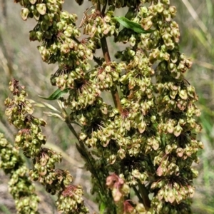 Rumex crispus at Kuringa Woodlands - 3 Dec 2023 01:45 PM