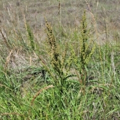 Rumex crispus at Kuringa Woodlands - 3 Dec 2023 01:45 PM