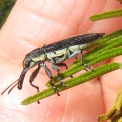 Rhinotia sp. (genus) (Unidentified Rhinotia weevil) at Block 402 - 2 Dec 2023 by Christine