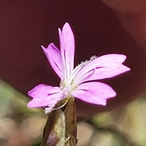 Petrorhagia sp. at Kuringa Woodlands - 3 Dec 2023