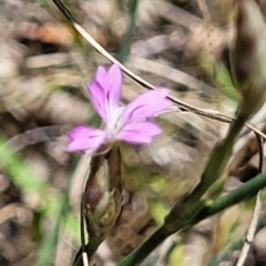 Petrorhagia sp. at Kuringa Woodlands - 3 Dec 2023