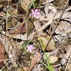 Petrorhagia sp. at Kuringa Woodlands - 3 Dec 2023