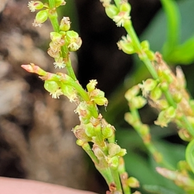 Rumex acetosella (Sheep Sorrel) at Fraser, ACT - 3 Dec 2023 by trevorpreston