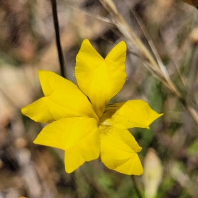 Goodenia pinnatifida (Scrambled Eggs) at Kuringa Woodlands - 3 Dec 2023 by trevorpreston