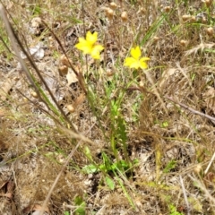 Goodenia pinnatifida at Kuringa Woodlands - 3 Dec 2023