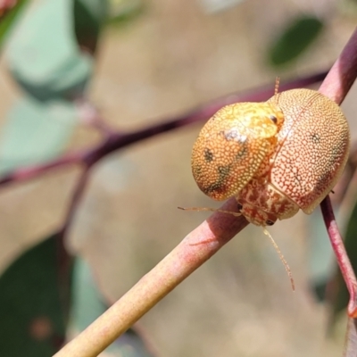 Paropsis atomaria (Eucalyptus leaf beetle) at Fraser, ACT - 3 Dec 2023 by trevorpreston