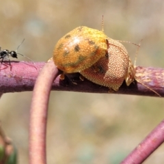 Paropsis atomaria at Kuringa Woodlands - 3 Dec 2023 01:32 PM