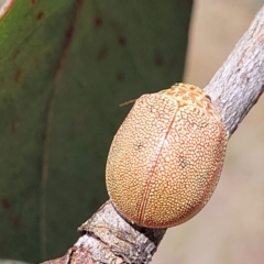 Paropsis atomaria at Kuringa Woodlands - 3 Dec 2023 01:32 PM