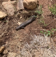 Tiliqua rugosa (Shingleback Lizard) at Mount Majura - 3 Dec 2023 by waltraud