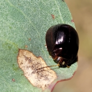 Paropsisterna cloelia at Kuringa Woodlands - 3 Dec 2023